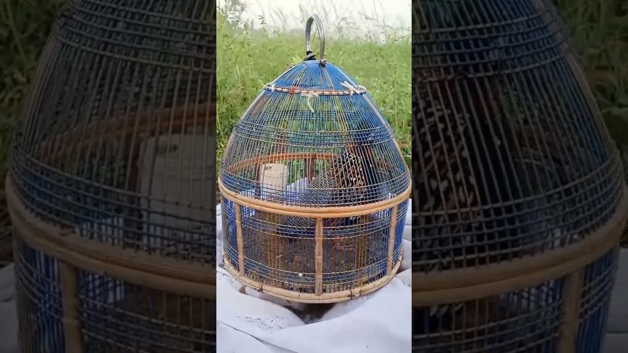 17 3 2026 kalateetar francolin blackfrancolin teetarvoice kala teeter ki awaz black teetar ki awaz 