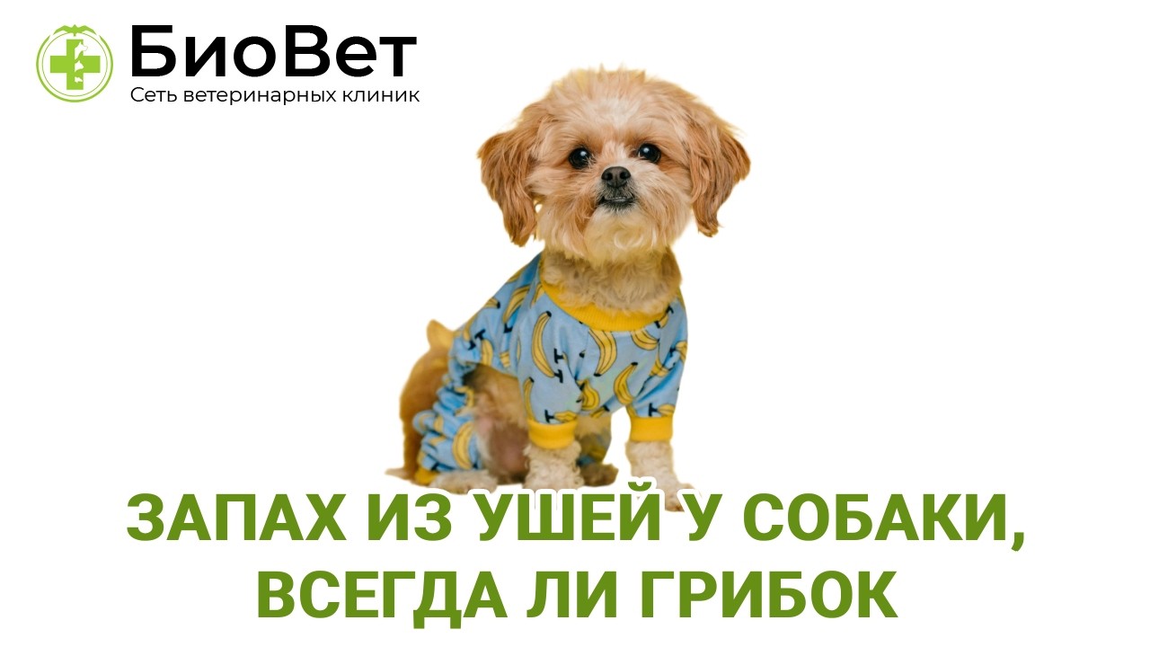 Запах из ушей у собаки, всегда ли грибок