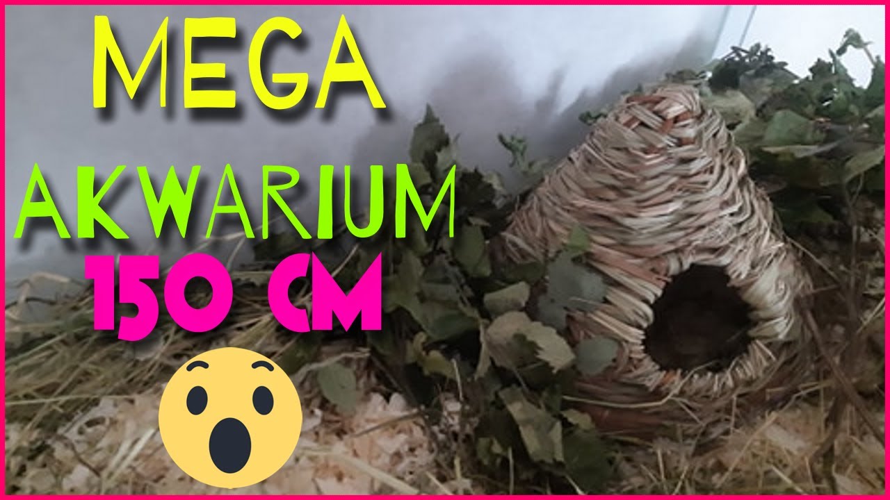 🤩Urządzanie akwarium dla chomika🤩
