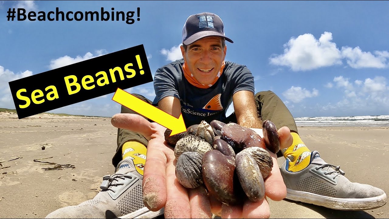 #Beachcombing - Sea Beans!