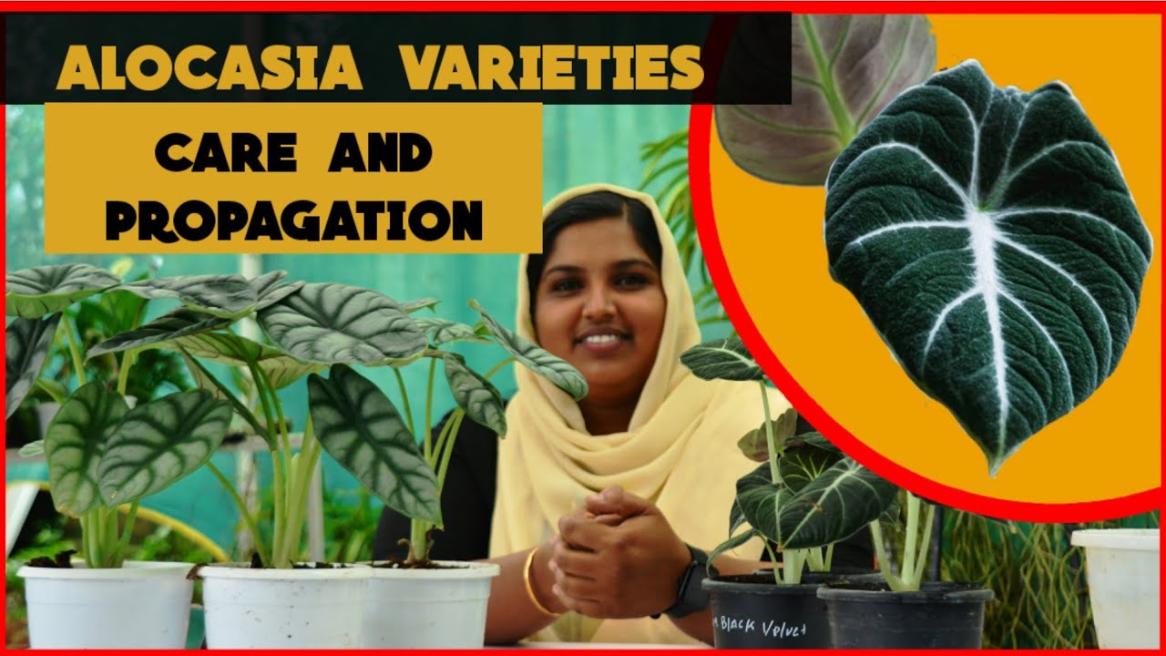 Alocasia Plant Tips & Tricks | Elephant Ear Plant Care and Propagation in Malayalam