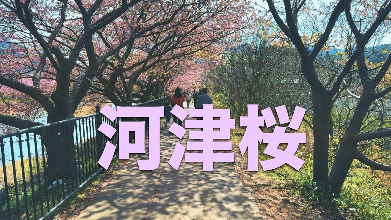 🌸河津町の河津桜🌸