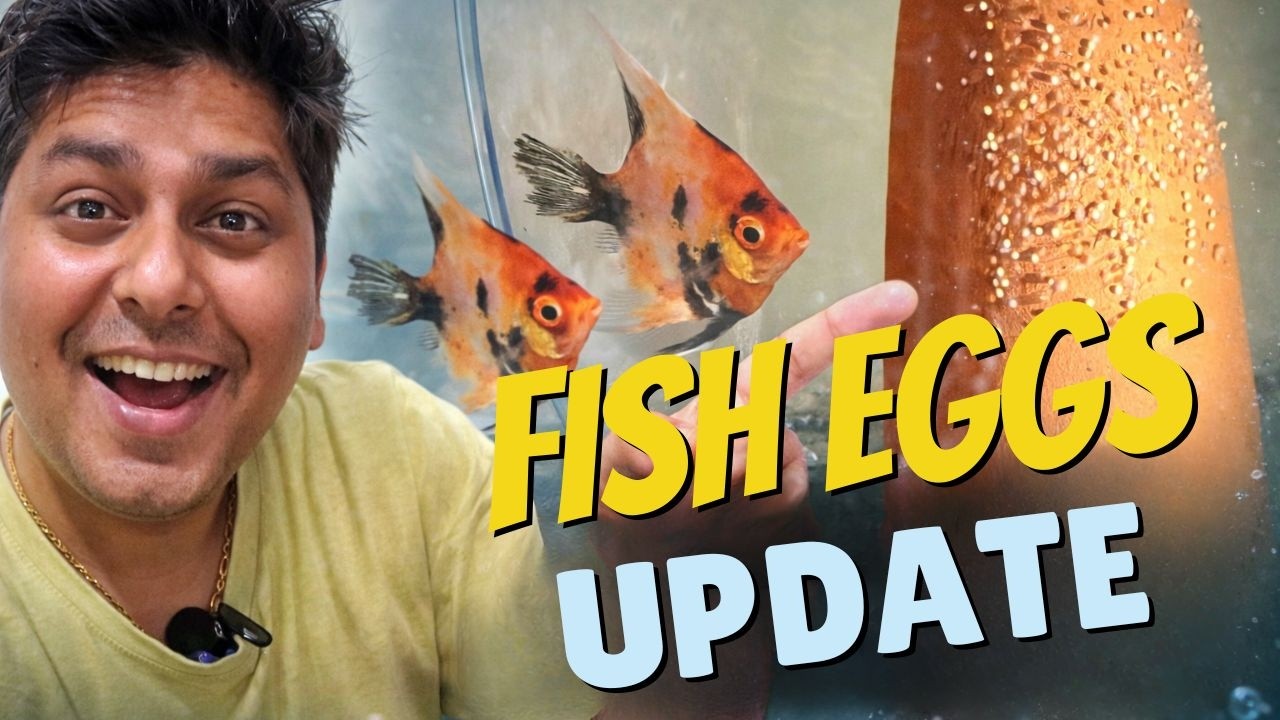 Update on fish eggs 🥚 @jiteshsidhuuu