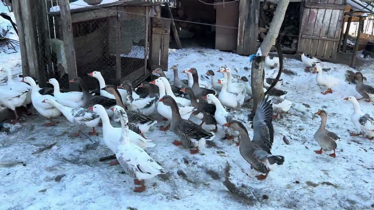Gâștele, 30 Dec 2025