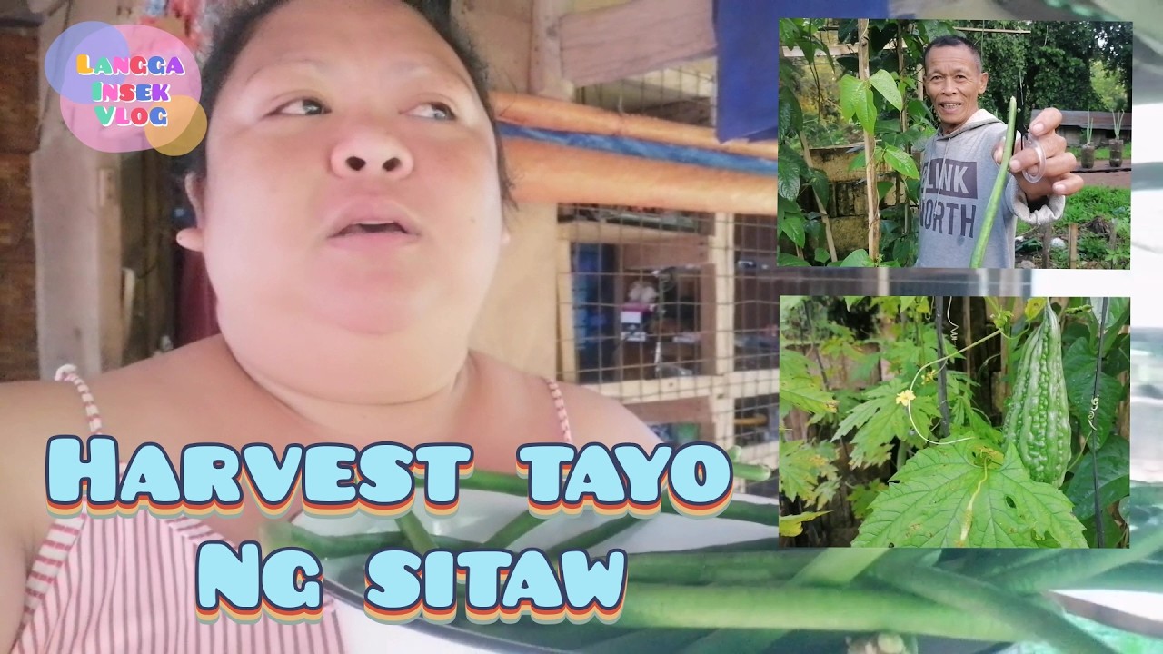 UNANG HARVEST NG ATING TANIM NA SITAW SA ATING MINI GARDEN