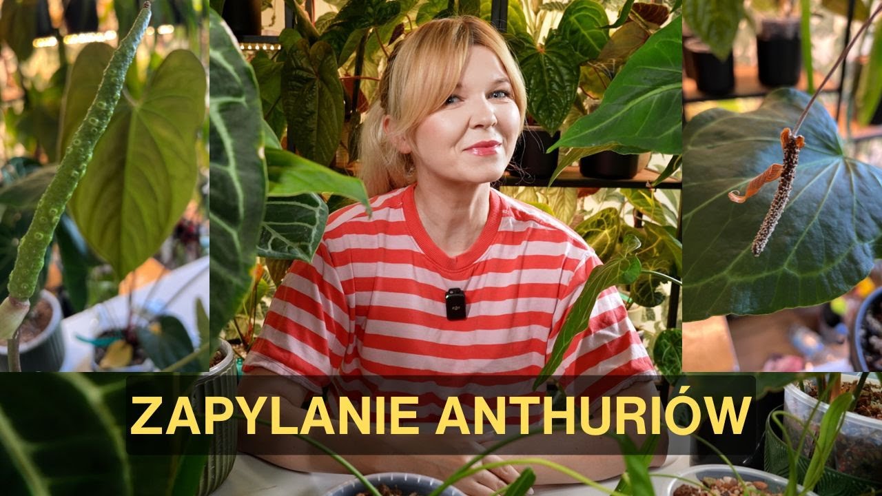Zapylanie Anthurium #roślinydomowe #anturium #roślinydoniczkowe #anthurium