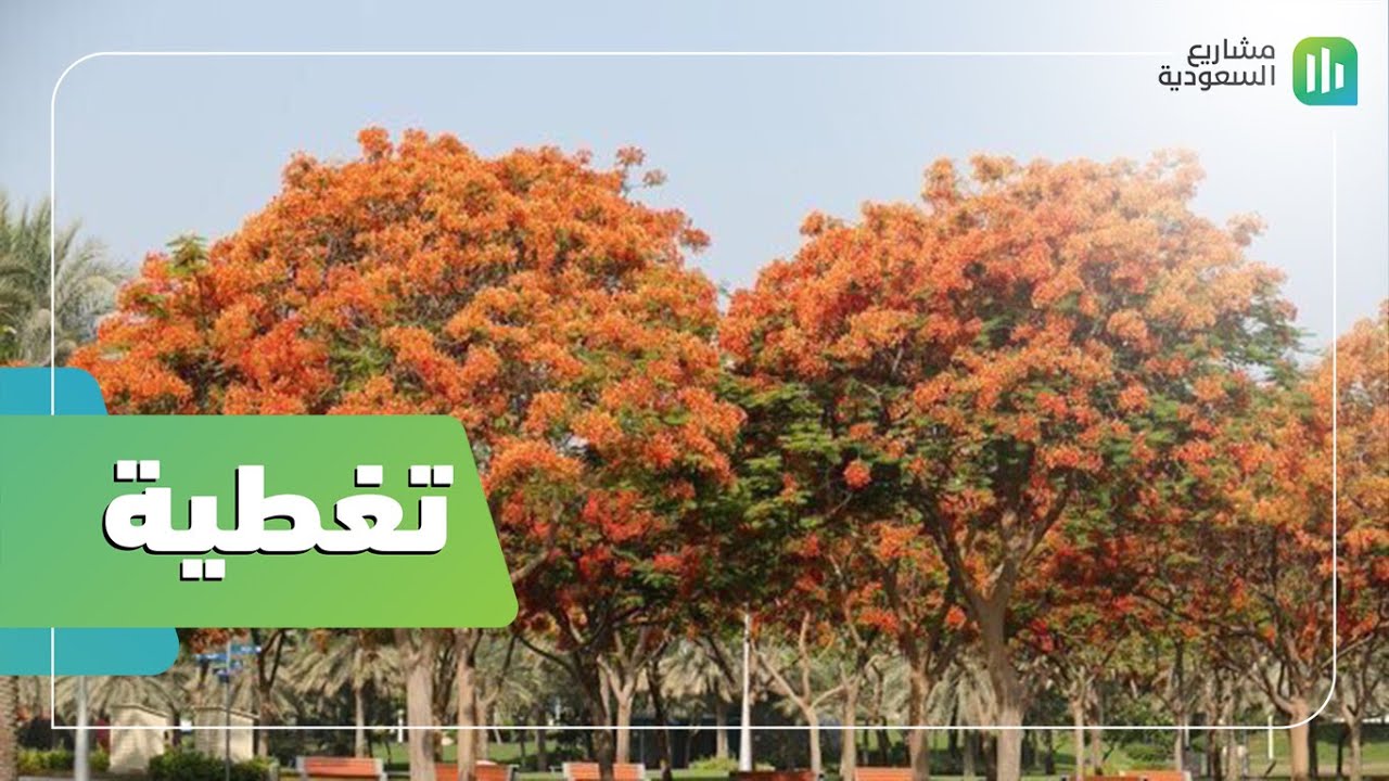تغطية | التشجير في الهيئة الملكية بالجبيل الصناعية | مليون شجرة !