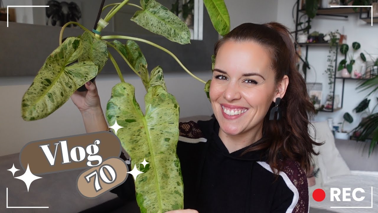 Alerte catastrophe Alocasia | VLOG 70 |
