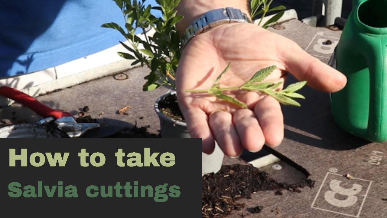 How to take and propagate salvias from cuttings EP177 - 5 Minute Friday