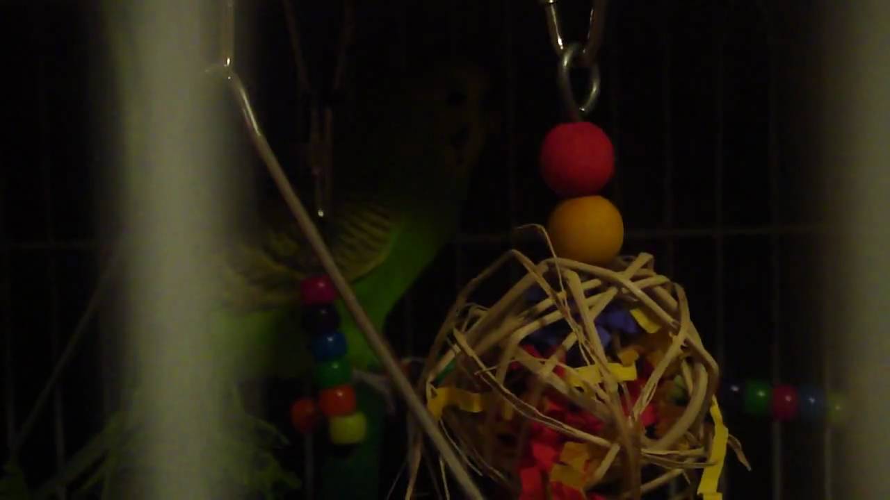 Budgie ~ Dior making a weird chirping sound