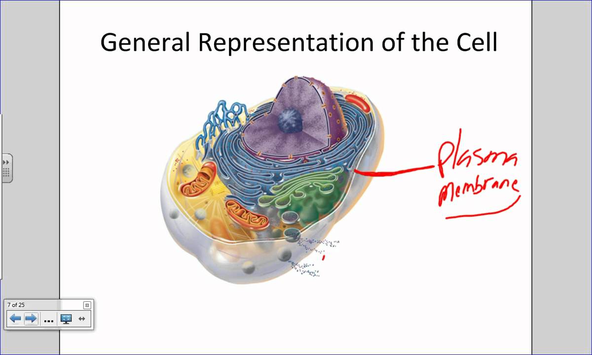 Introduction to the Cell and Plasma Membrane.wmv
