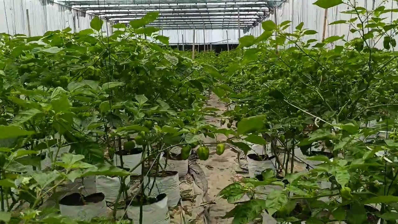 නයි මිරිස් / Nai miris / Scotch Bonnet pepper