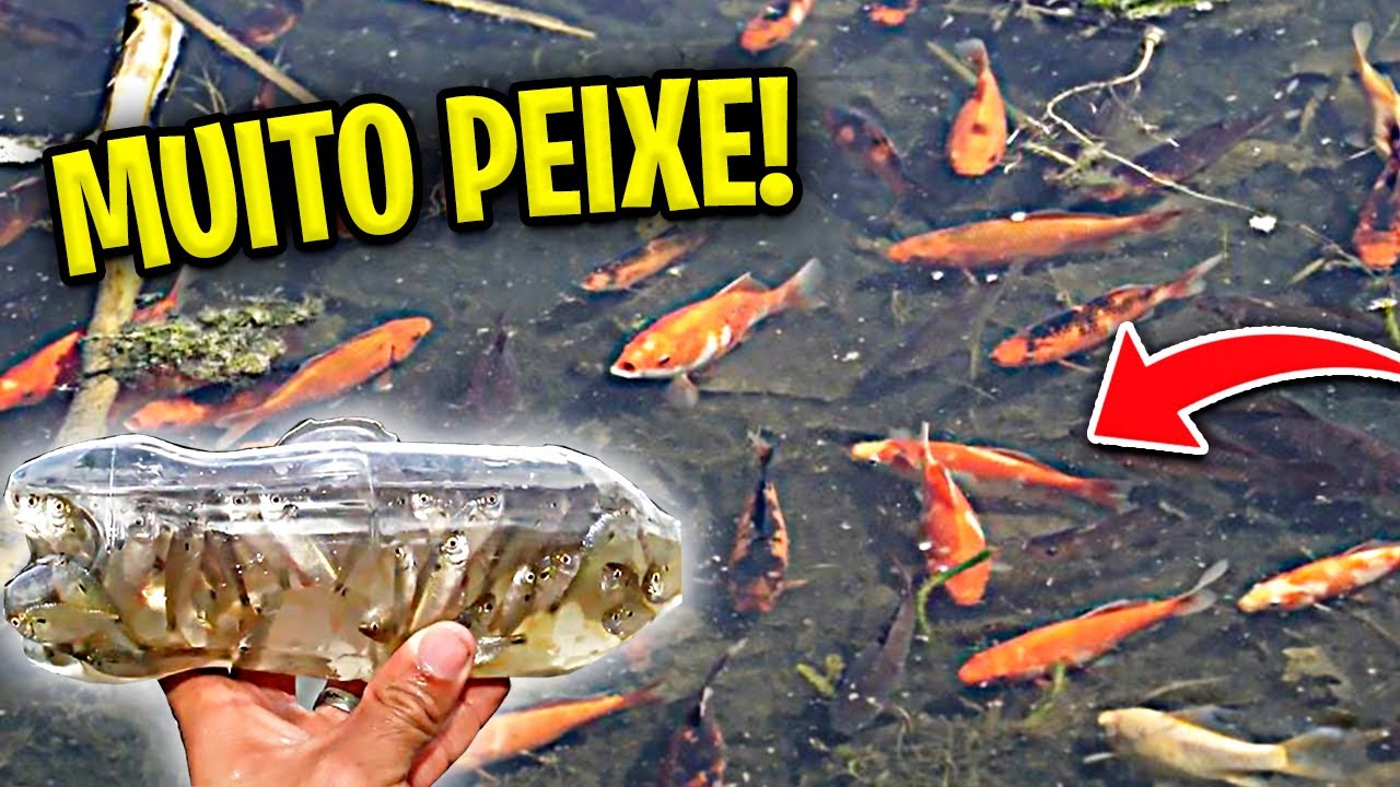 CAPTUREI MUITOS  PEIXES Com Essa ARMADILHA!! *GUPPY SELVAGEM*