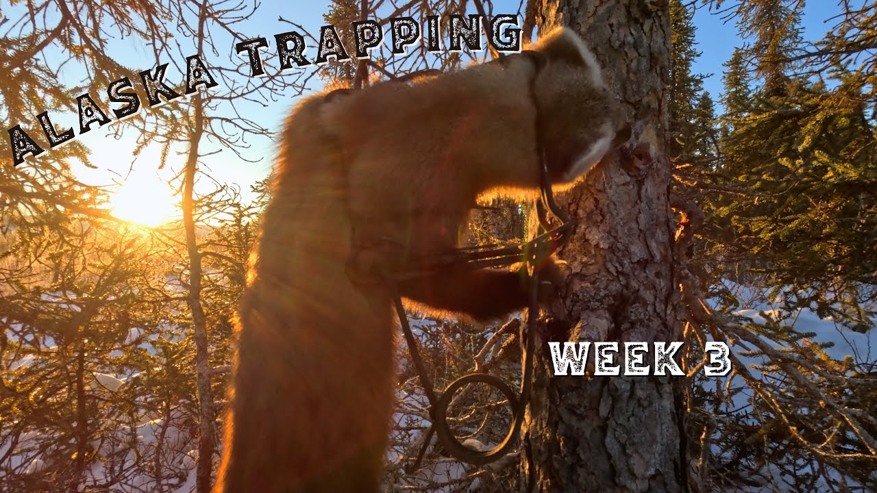 November Marten Trapping