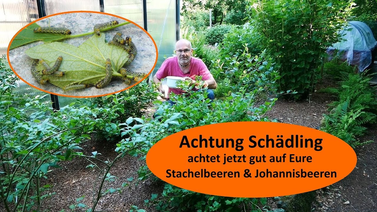 Stachelbeere & Johannisbeere in Gefahr / Stachelbeerblattwespe