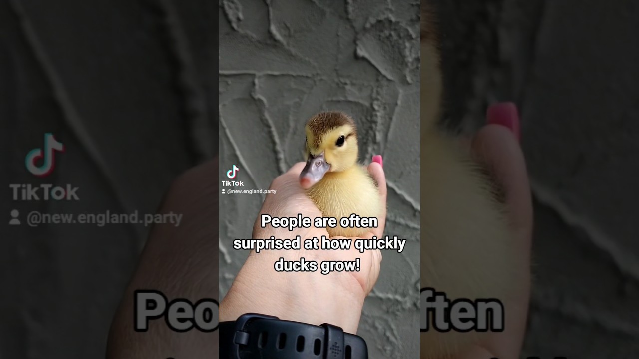 Ducks grow up so fast! #duckling  #duck #grow #growth #growup #babyanimals #wow