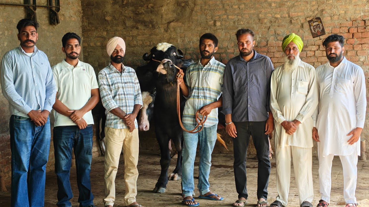 2 ਮੱਝਾਂ ਨੀਲੀ ਰਾਵੀ ਵਿਕਾਊ, ਚੰਗੇ ਰਿਕਾਰਡ ਦਾ ਝੋਟਾ ਪੰਜਾਬ ਸ਼ਿੰਗਾਰ ਵੀ ਪੇਸ਼ ਹੈ।। 2 Buffaloes for sale 