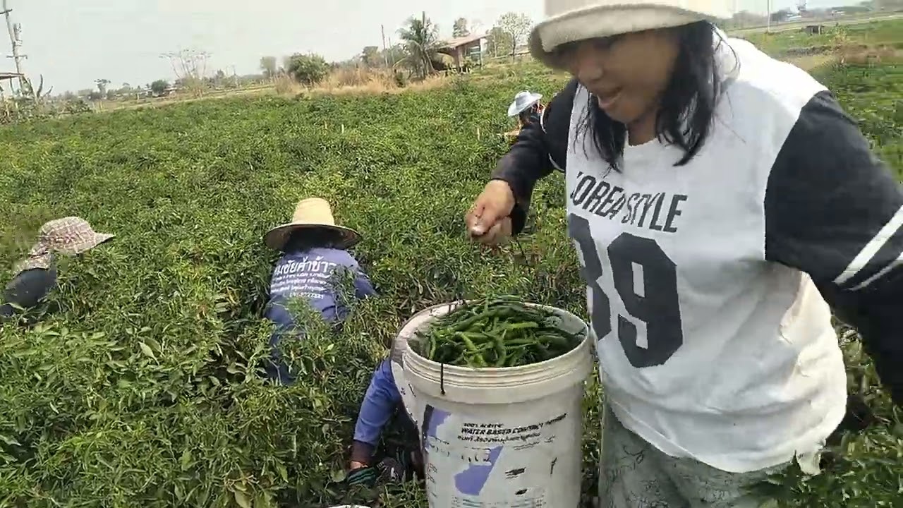 👉หลังจากพากันไปงานบุญคูณลาน🌾 กะพากันมาเก็บพริกคือเก่า🌶️#บ่าวต้นคนไทบ้าน