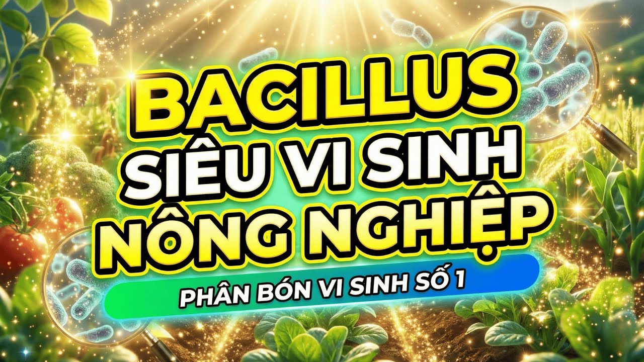 Vi Khuẩn Bacillus Trong Nông Nghiệp: Bí Quyết Tăng Sức Đề Kháng Cây Trồng, Giảm 70% Thuốc BVTV!