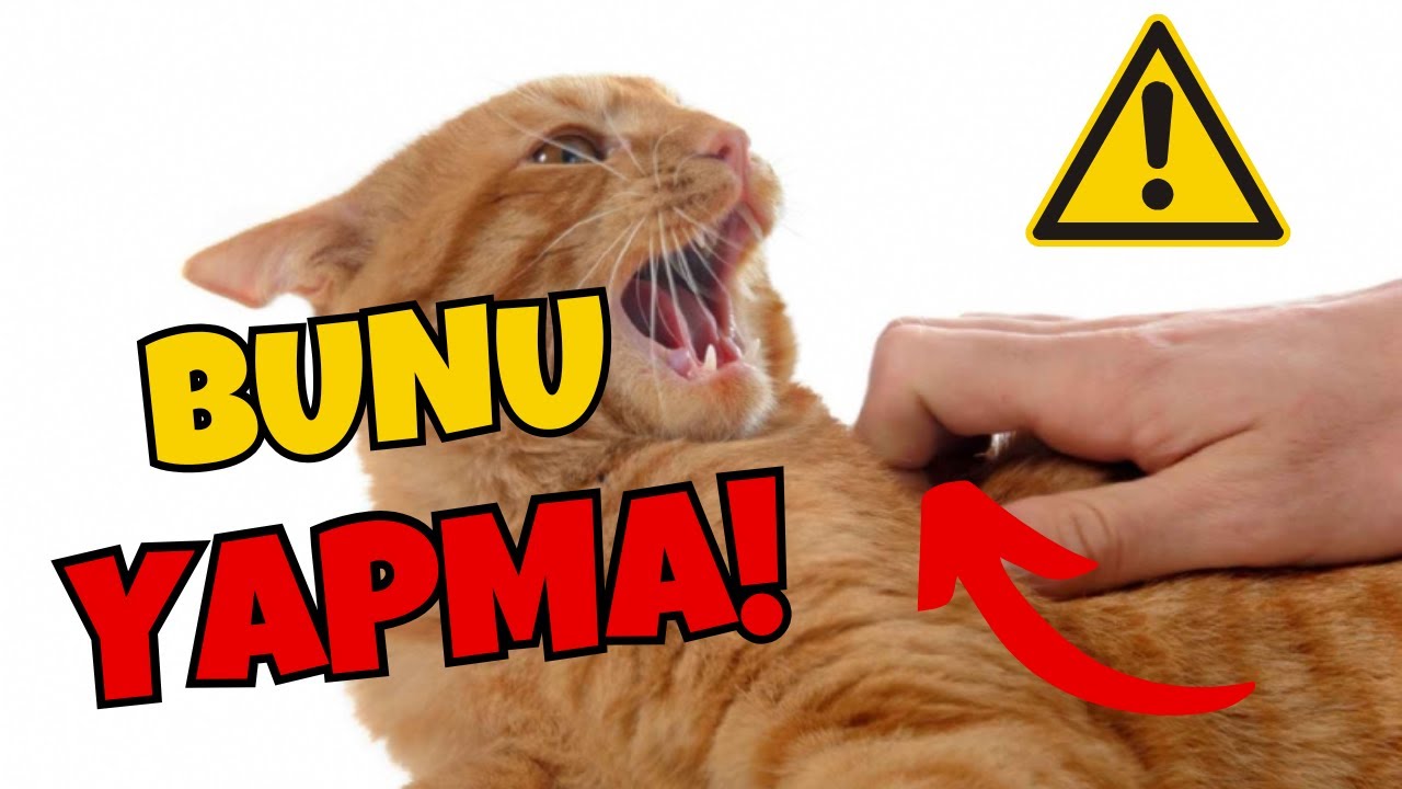 Kedin Senden Kaçıyorsa Nedeni Bu 7 Hata Olabilir!