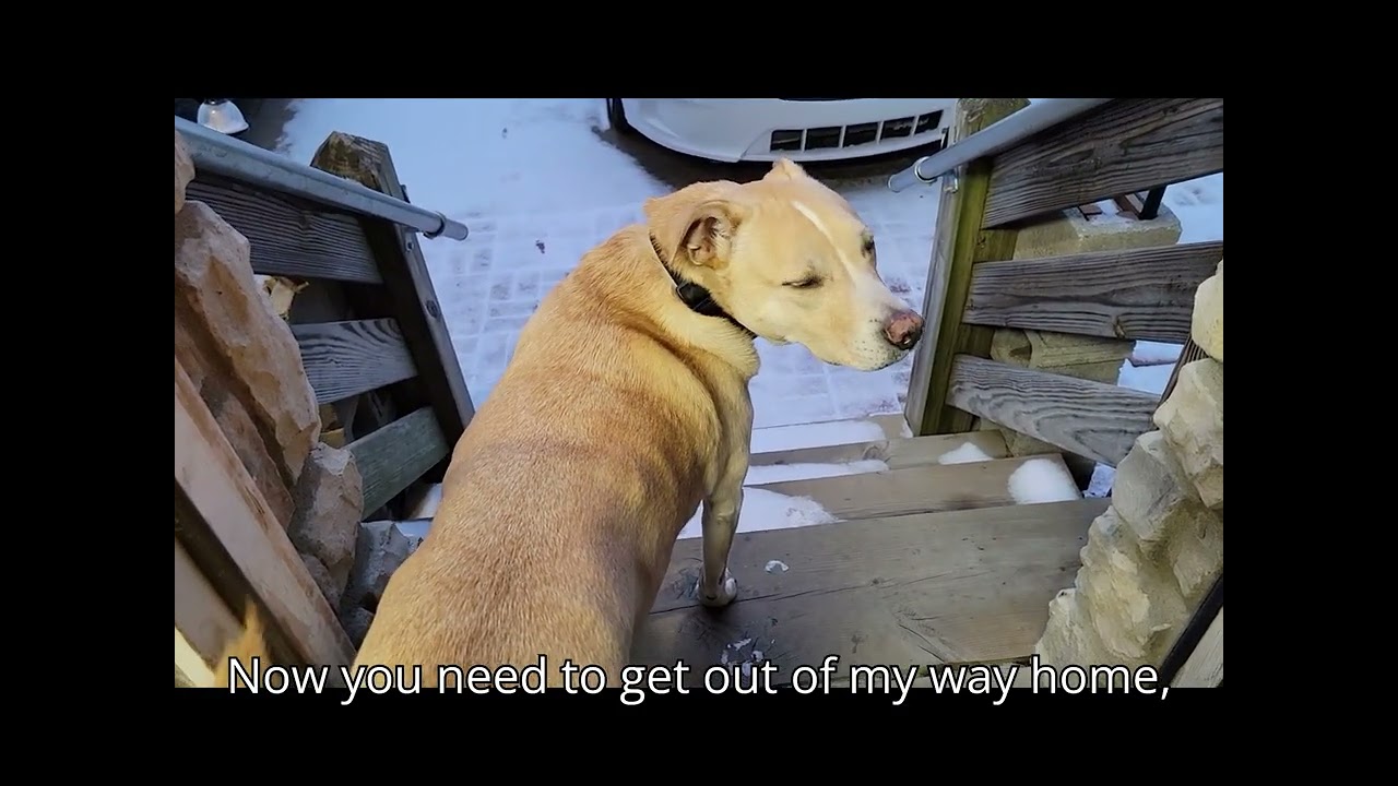 Lucky's Honest Opinion on Cold Weather 😂