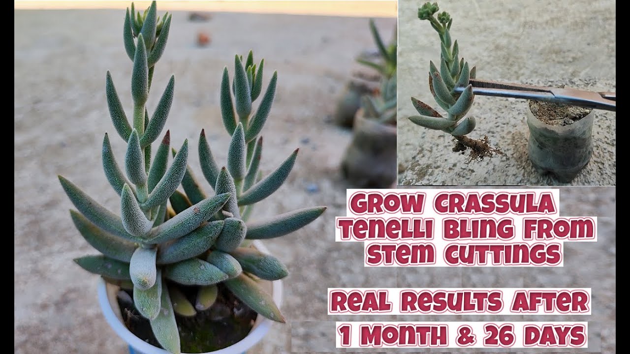 how to grow crassula tenelli bling from stem cuttings | propagation of Crassula mesembryanthemoides