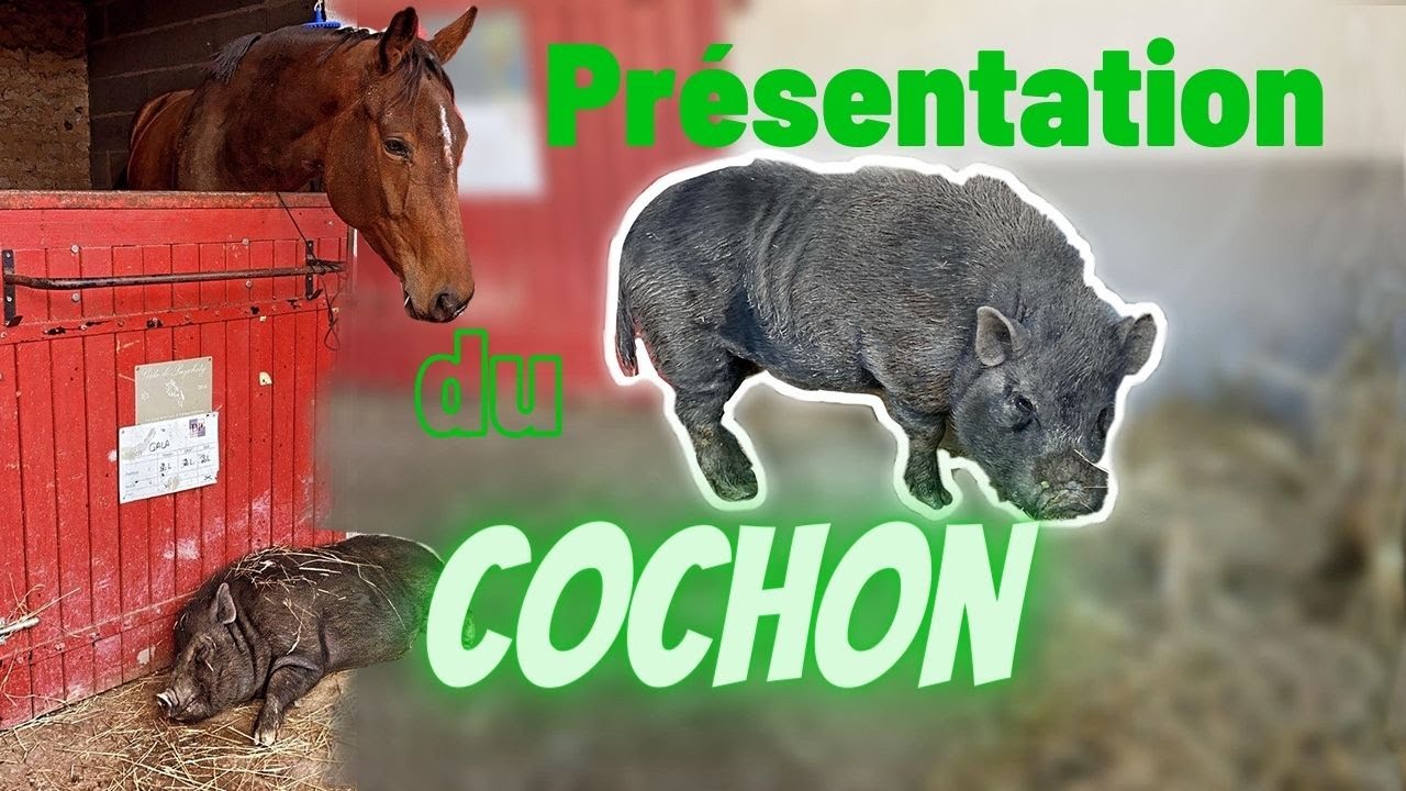UN COCHON DANS UNE ECURIE