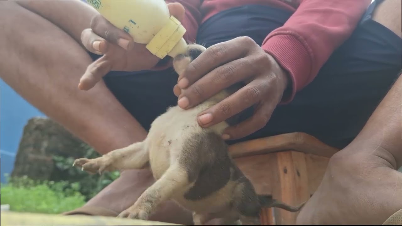 How I Feed My Puppies | Puppy Food Time Video