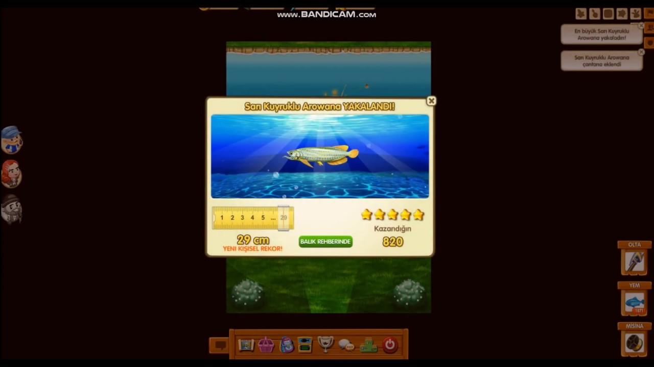 Yellow Tail Arowana  5*