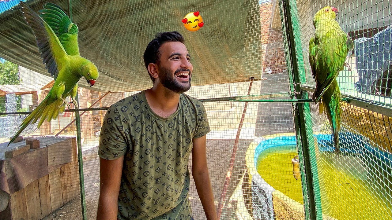 My Green Parrot🥳