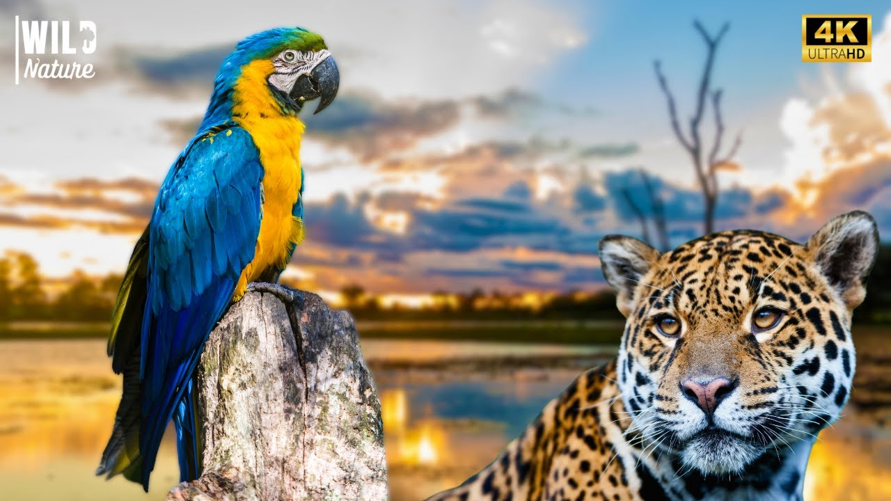 SEGRETI DEL PANTANAL – Dove la Vita Affronta le Sue Sfide Più Grandi | Documentario Animale