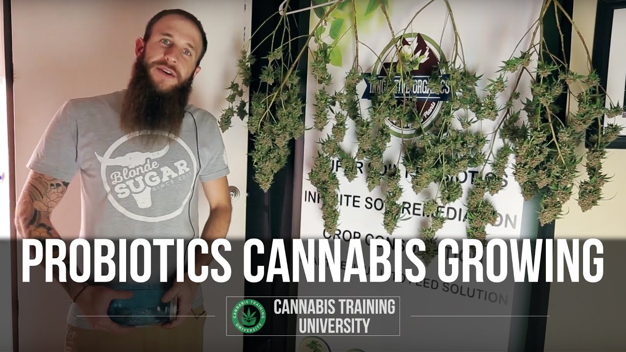 Probiotics Cannabis Growing. How to Grow Organic Weed. Organic cannabis growing methods.