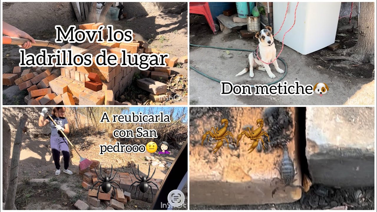 Moví los ladrillos de lugar🧱 había todo un ecosistema de animalitos🦂🕷️🤦🏻‍♀️😖