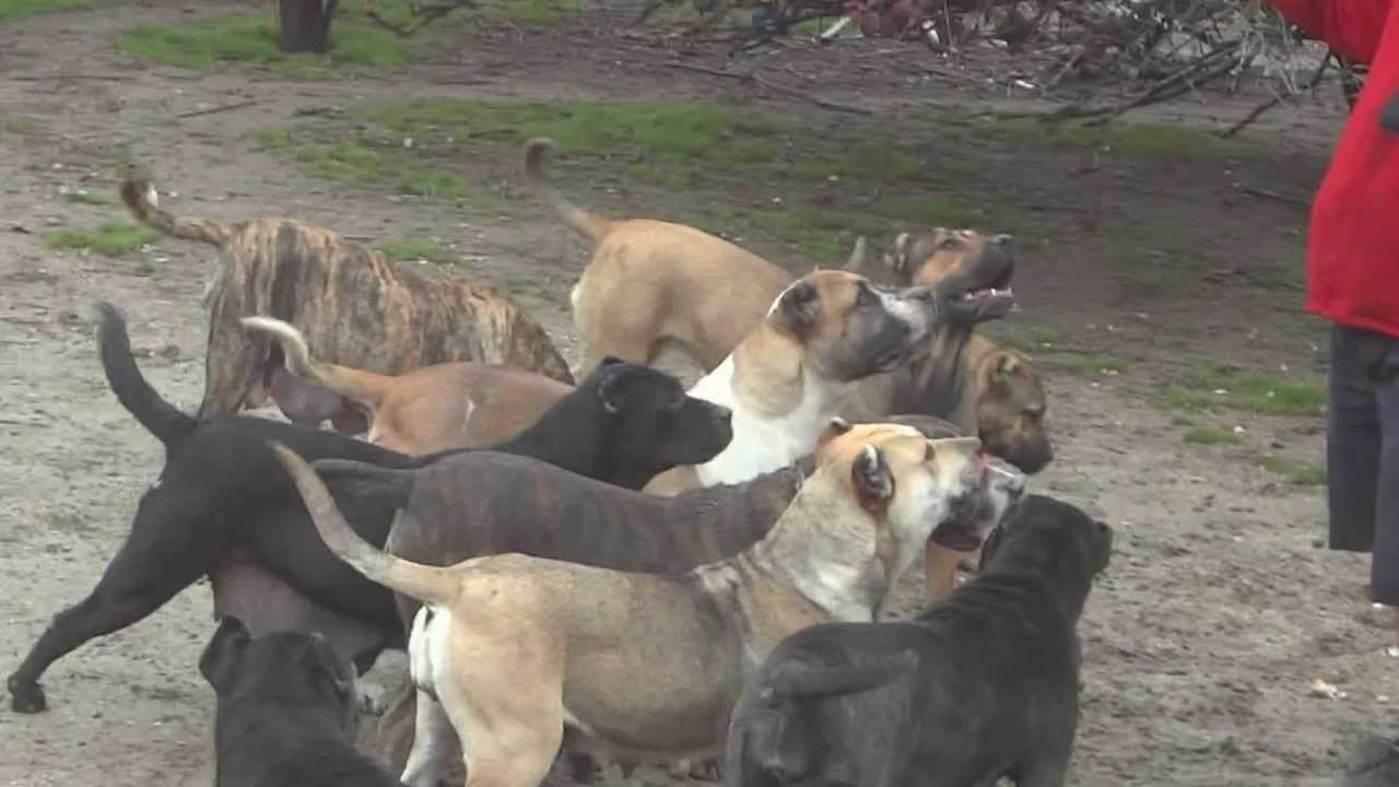 PRESA CANARIO,visit to KING ZULU.