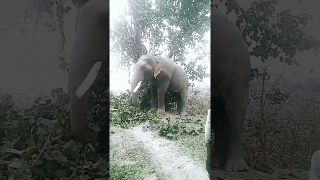 Elephants Best 🐘🐘🐘🐘🐘🐘🐘❤️#elephantvlog#viral#short#explorepage#