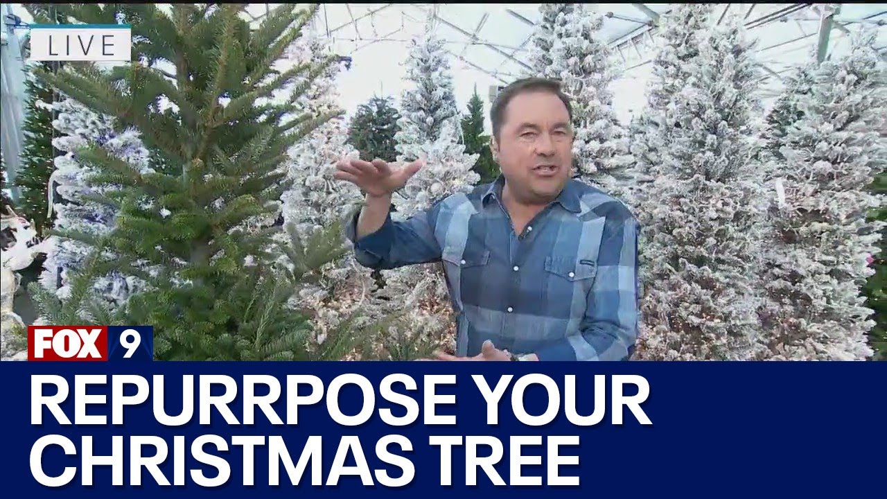 Repurposing your Christmas tree: Garden Guy