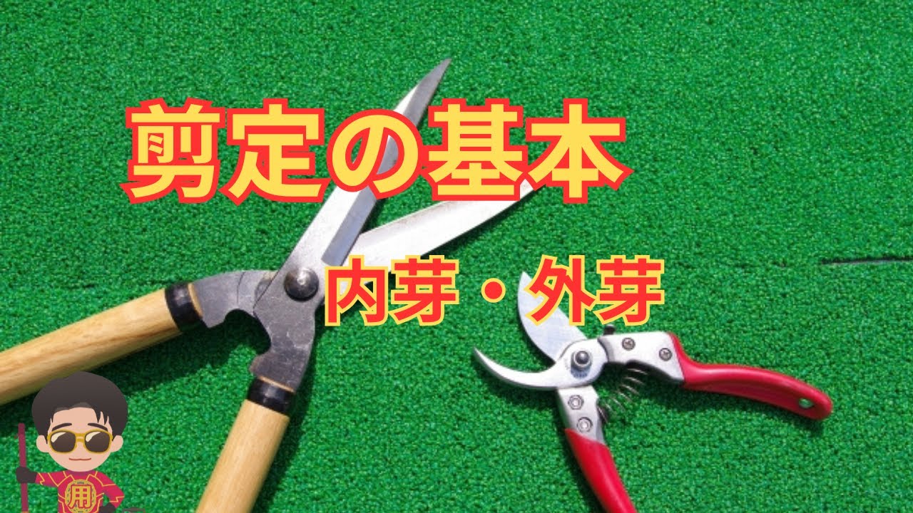 剪定の基本｜頂芽を知れば、内芽と外芽がわかる
