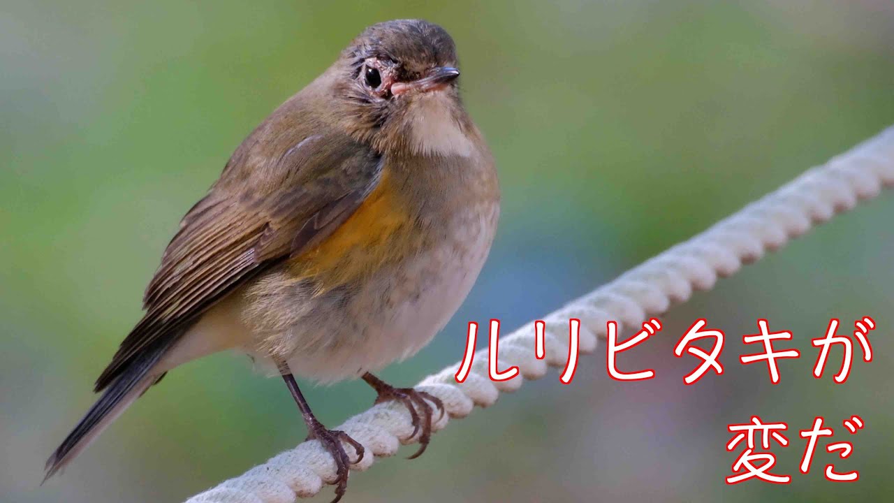12月23日 水元公園探鳥 ルリビタキが変