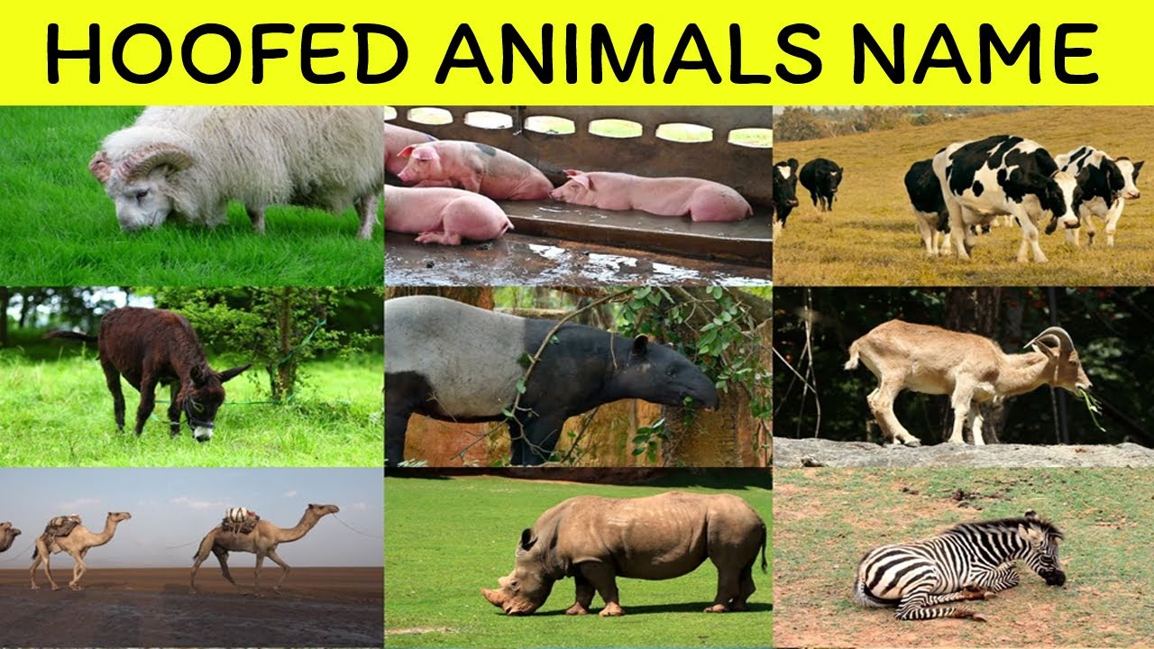 Hoofed Animals Name in English - Learn English vocabulary with Mind memorize