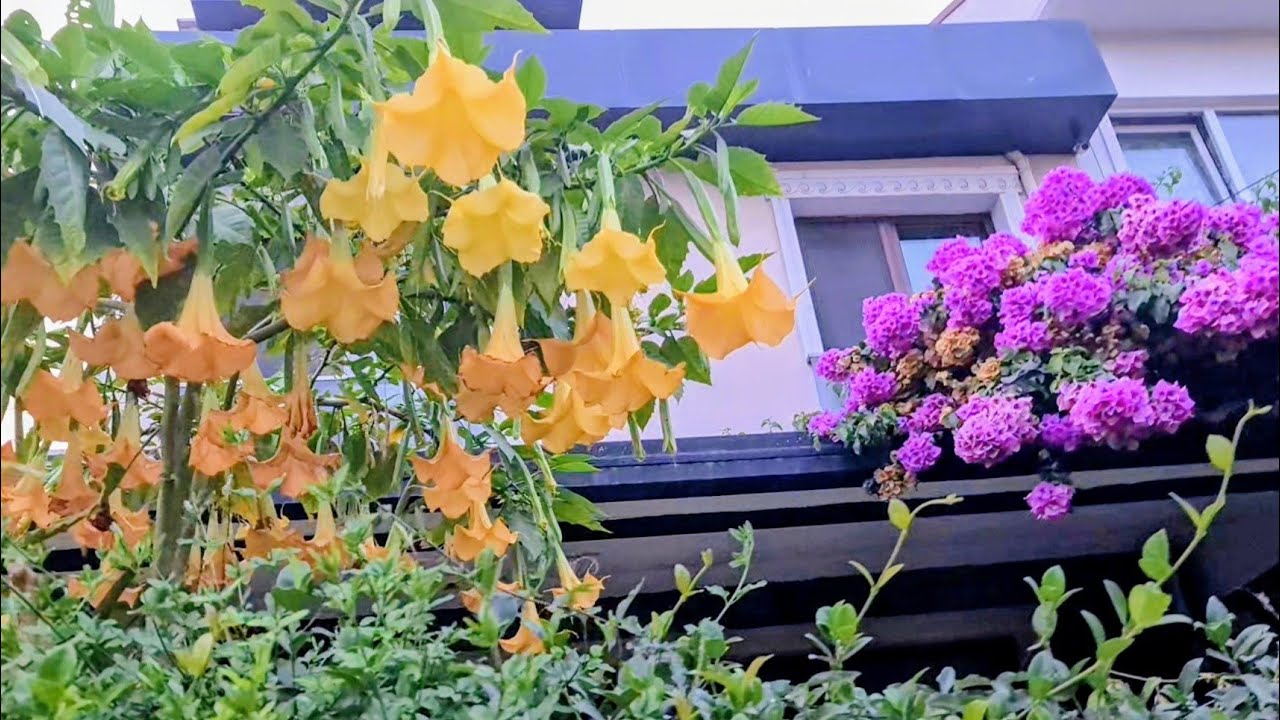 Japon Tırfılı (Lespedeza Tunbergii) Bahçeyi Süsleyen Diğer Çiçekler 