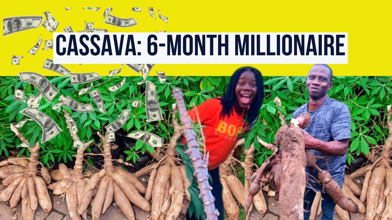 Become Rich In 6 Months Growing Cassava| How to Start Cassava Production & Make Millions in 6 Months
