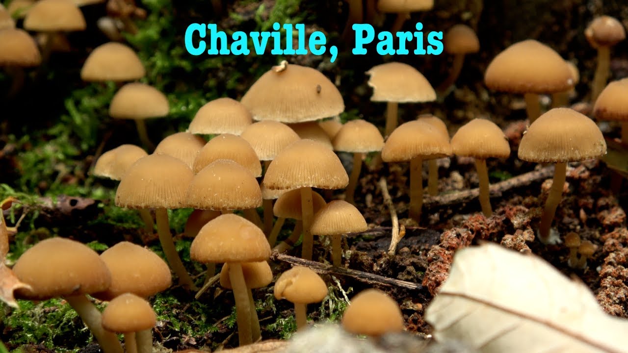 A Chill Walk in Chaville 🍄🌳 | Discovering a Nature Spot Near Paris