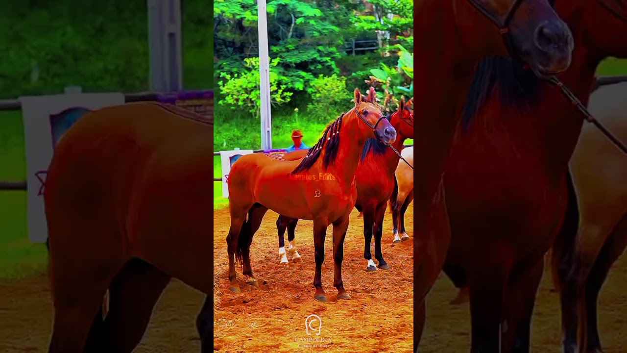 Campolina @Helena_Ofc_papelaris_edits#vaiprofycaramba#cavalos#foryou