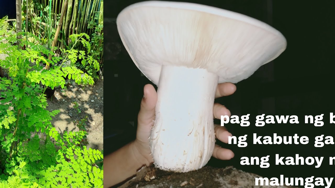 Malungay gawin nating punla ng Kabute.