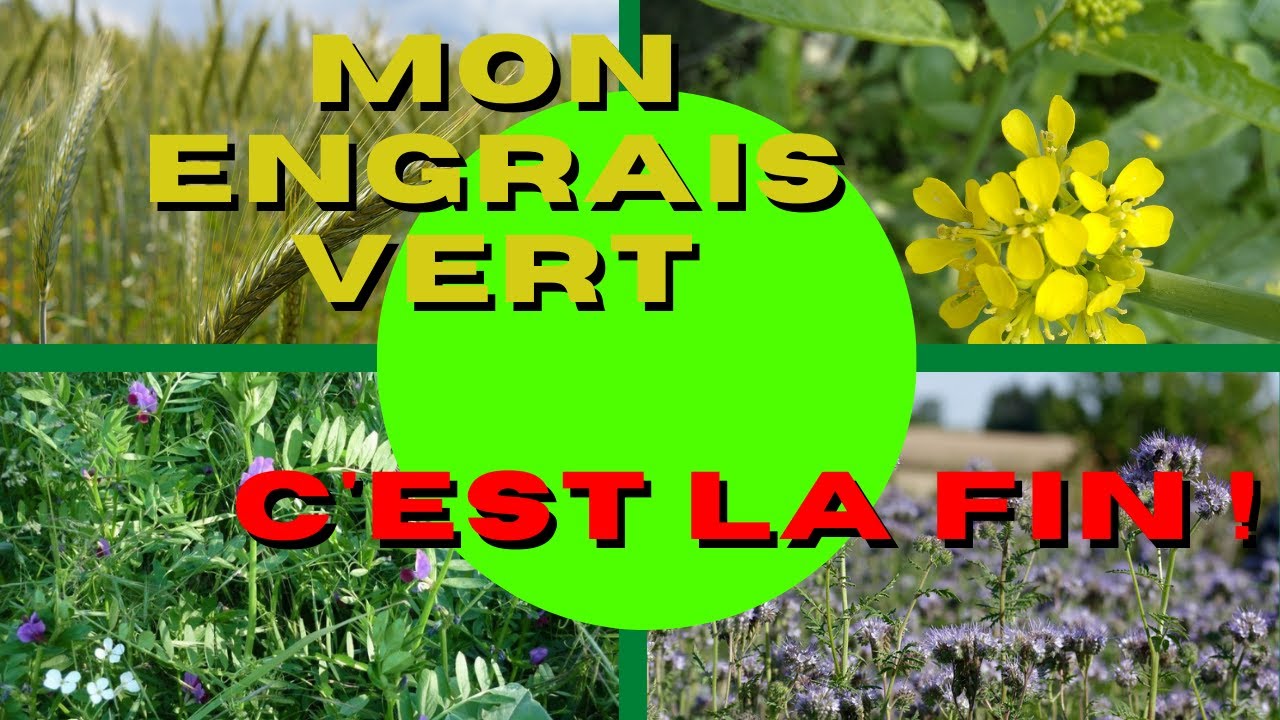 mon engrais vert .... c'est la fin !