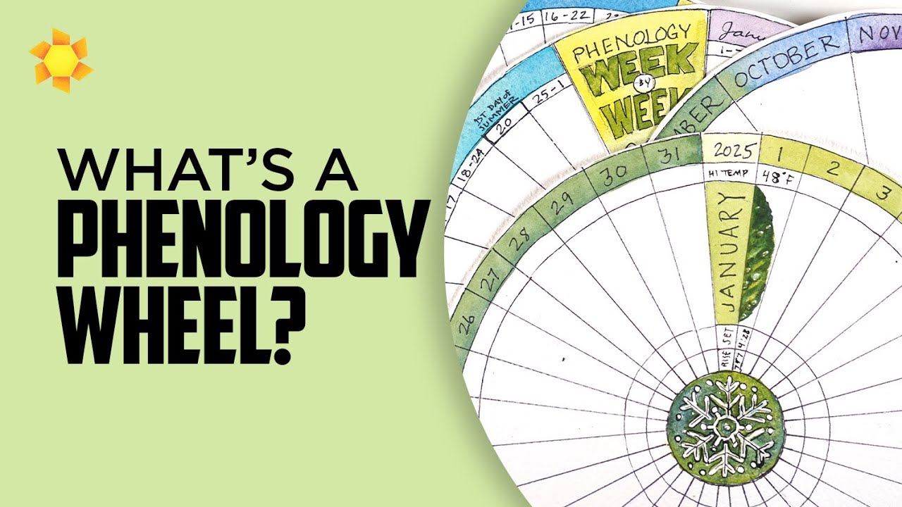 What is a Phenology Wheel?