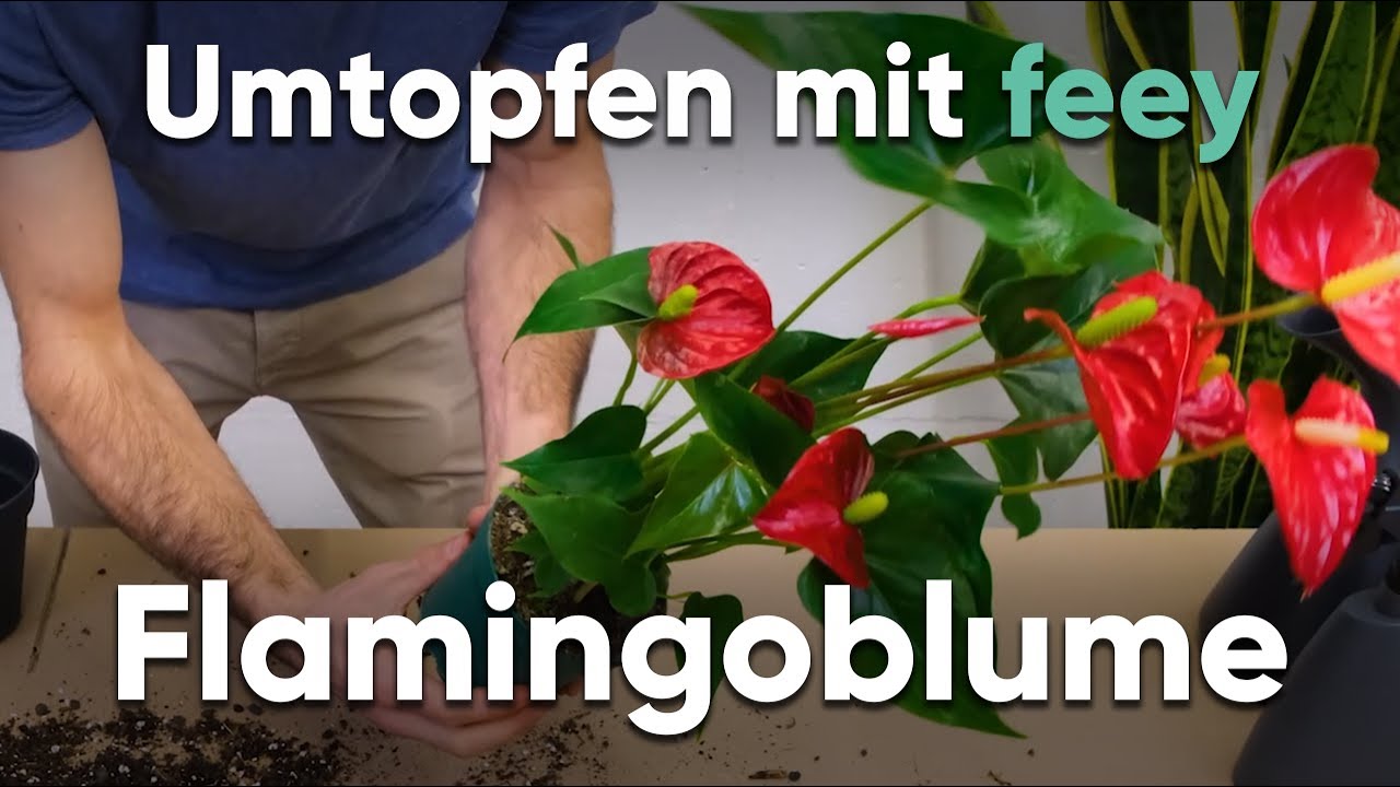 Wie topfe ich eine Flamingoblume um? - Umtopfen mit feey