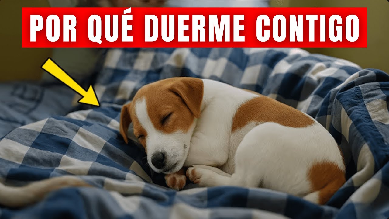 7 MANERAS EN QUE TU PERRO DUERME Y LO QUE SIGNIFICA CADA UNA
