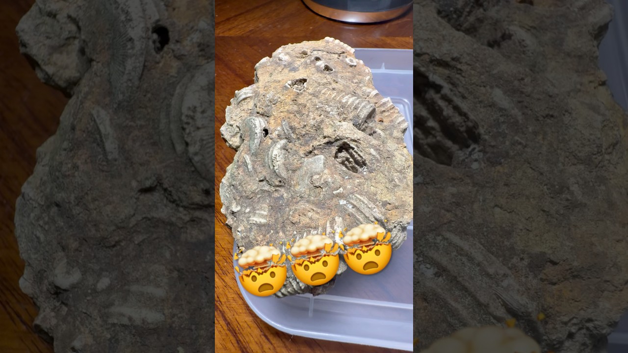 Fossilized Crinoid Stems “Indian Money” 