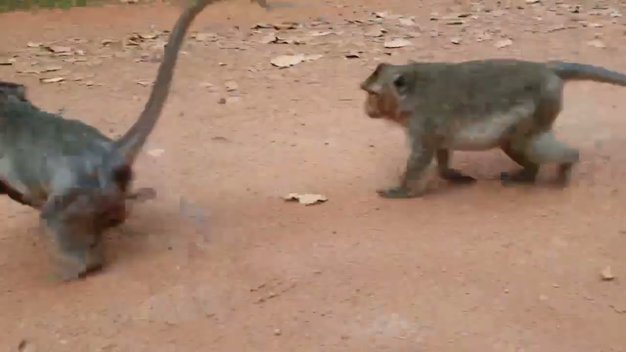 Monkey Grab In Cambodia Good All Monkeys In Khmer #282